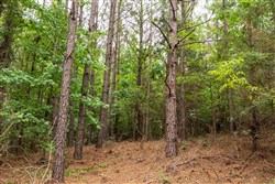 property photo for Whiskey Ridge Tract 66, 9.02 acres for sale in Henderson County, Tennessee