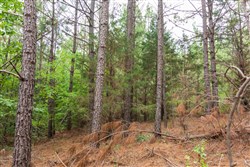property photo for Whiskey Ridge Tract 66, 9.02 acres for sale in Henderson County, Tennessee