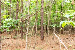 Whiskey Ridge Tract 67