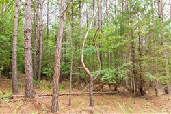 Whiskey Ridge Tract 67