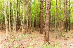 Whiskey Ridge Tract 67