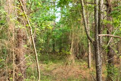 property photo for Whiskey Ridge Tract 68, 7.56 acres for sale in Henderson County, Tennessee