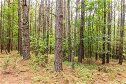 Whiskey Ridge Tract 69
