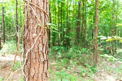 property photo for Whiskey Ridge Tract 7, 7.86 acres for sale in Henderson County, Tennessee