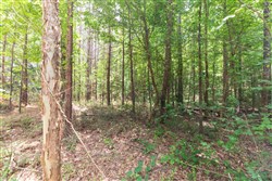 property photo for Whiskey Ridge Tract 7, 7.86 acres for sale in Henderson County, Tennessee