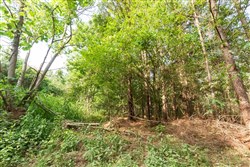 property photo for Whiskey Ridge Tract 71, 16.79 acres for sale in Henderson County, Tennessee