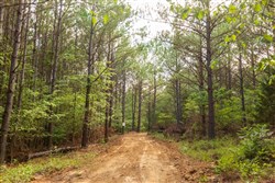 property photo for Whiskey Ridge Tract 71, 16.79 acres for sale in Henderson County, Tennessee