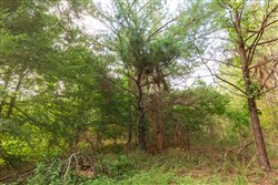 property photo for Whiskey Ridge Tract 71, 16.79 acres for sale in Henderson County, Tennessee