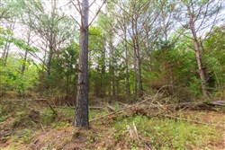 property photo for Whiskey Ridge Tract 71, 16.79 acres for sale in Henderson County, Tennessee