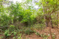 property photo for Whiskey Ridge Tract 72, 8.08 acres for sale in Henderson County, Tennessee