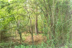 property photo for Whiskey Ridge Tract 72, 8.08 acres for sale in Henderson County, Tennessee