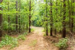 property photo for Whiskey Ridge Tract 72, 8.08 acres for sale in Henderson County, Tennessee