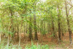 property photo for Whiskey Ridge Tract 72, 8.08 acres for sale in Henderson County, Tennessee