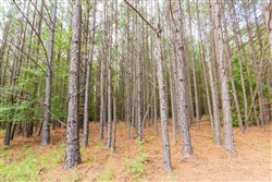 Whiskey Ridge Tract 73