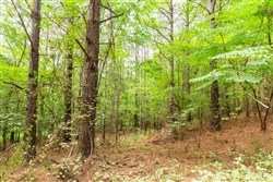 Whiskey Ridge Tract 73