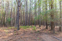 property photo for Whiskey Ridge Tract 74, 12.77 acres for sale in Henderson County, Tennessee