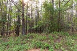 property photo for Whiskey Ridge Tract 74, 12.77 acres for sale in Henderson County, Tennessee