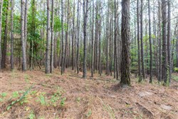 property photo for Whiskey Ridge Tract 74, 12.77 acres for sale in Henderson County, Tennessee
