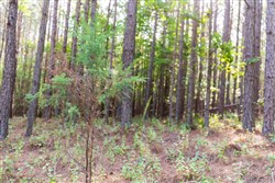 property photo for Whiskey Ridge Tract 74, 12.77 acres for sale in Henderson County, Tennessee