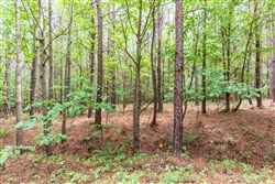 property photo for Whiskey Ridge Tract 75, 10.42 acres for sale in Henderson County, Tennessee