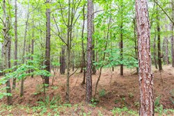 property photo for Whiskey Ridge Tract 75, 10.42 acres for sale in Henderson County, Tennessee