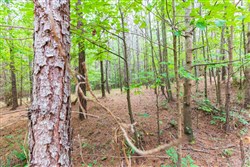 property photo for Whiskey Ridge Tract 75, 10.42 acres for sale in Henderson County, Tennessee