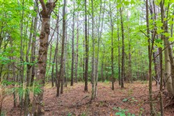 property photo for Whiskey Ridge Tract 75, 10.42 acres for sale in Henderson County, Tennessee
