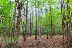 property photo for Whiskey Ridge Tract 75, 10.42 acres for sale in Henderson County, Tennessee