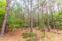 property photo for Whiskey Ridge Tract 76, 8.86 acres for sale in Henderson County, Tennessee