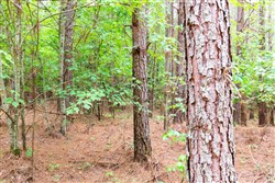 property photo for Whiskey Ridge Tract 76, 8.86 acres for sale in Henderson County, Tennessee