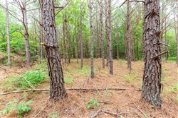 property photo for Whiskey Ridge Tract 77, 8.12 acres for sale in Henderson County, Tennessee