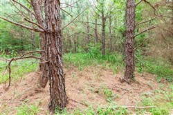 property photo for Whiskey Ridge Tract 77, 8.12 acres for sale in Henderson County, Tennessee