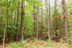 property photo for Whiskey Ridge Tract 77, 8.12 acres for sale in Henderson County, Tennessee