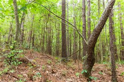property photo for Whiskey Ridge Tract 77, 8.12 acres for sale in Henderson County, Tennessee