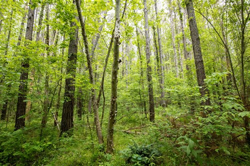 Whiskey Ridge Tract 78
