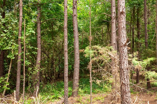 Whiskey Ridge Tract 78