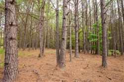 Whiskey Ridge Tract 78