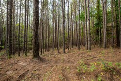 property photo for Whiskey Ridge Tract 79, 8.39 acres for sale in Henderson County, Tennessee