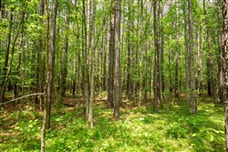 property photo for Whiskey Ridge Tract 79, 8.39 acres for sale in Henderson County, Tennessee