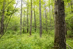 property photo for Whiskey Ridge Tract 79, 8.39 acres for sale in Henderson County, Tennessee