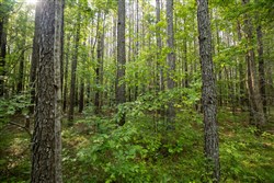 property photo for Whiskey Ridge Tract 79, 8.39 acres for sale in Henderson County, Tennessee