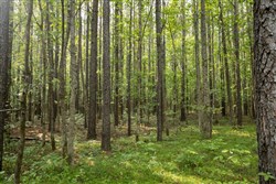 property photo for Whiskey Ridge Tract 79, 8.39 acres for sale in Henderson County, Tennessee