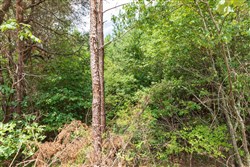 property photo for Whiskey Ridge Tract 8, 5.13 acres for sale in Henderson County, Tennessee