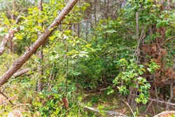 property photo for Whiskey Ridge Tract 8, 5.13 acres for sale in Henderson County, Tennessee