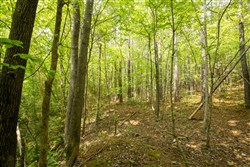Whiskey Ridge Tract 80
