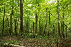 Whiskey Ridge Tract 80