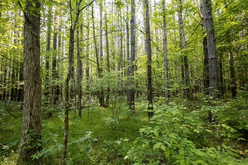 Whiskey Ridge Tract 80
