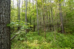 Whiskey Ridge Tract 80