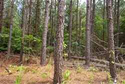Whiskey Ridge Tract 80