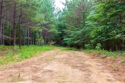property photo for Whiskey Ridge Tract 81, 9 acres for sale in Henderson County, Tennessee